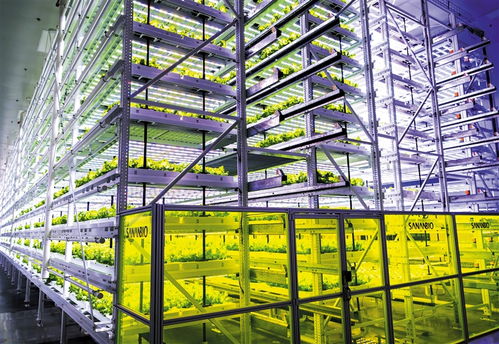 南國(guó)學(xué)堂 萌新聞丨神奇的 植物工廠 里如何種菜